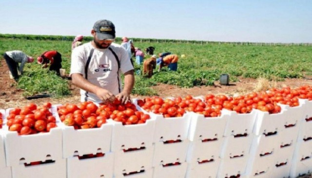 السعودية تفرض قيودًا جديدة على الواردات الزراعية المصرية