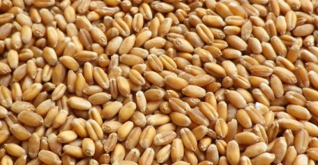 OPEC grain Russian proposal